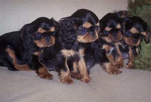 english toy spaniel puppies