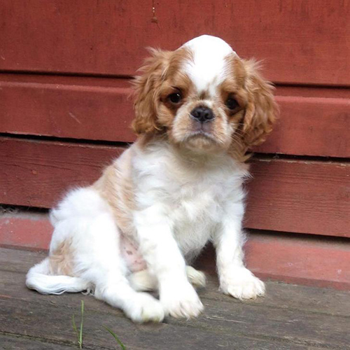 english toy spaniel temperament