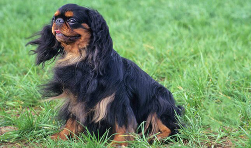 english toy spaniel weight