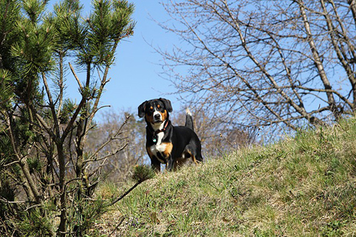 entlebucher mountain dog on a hill looking down at something not right