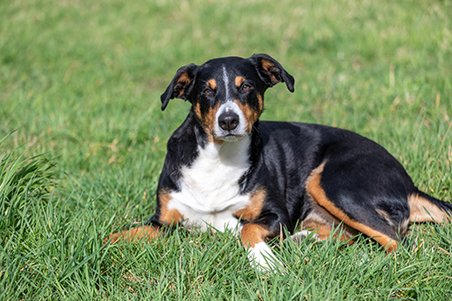entlebucher mountain dog laying down relaxing on the grass