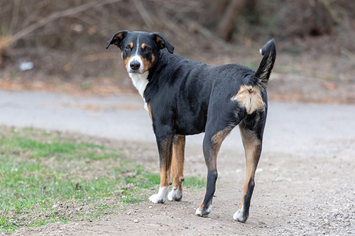 entlebucher mountain dog looking back before walking up a dirt road trail