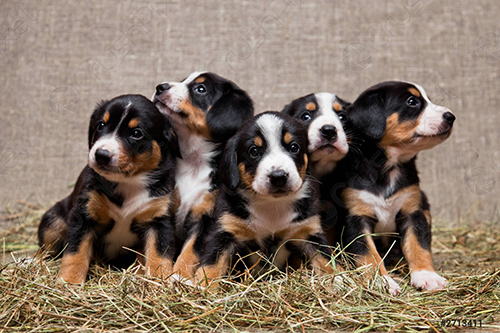 five adorable and cute entlebucher puppies