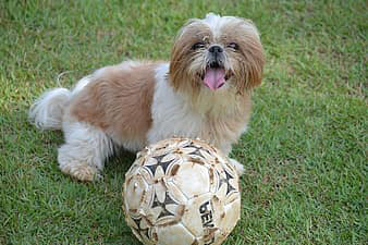 exercising your Shih Tzu