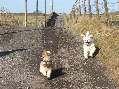 two shih Tzus running - exercising your shitzu