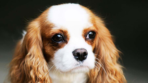 Close up and personal look at the English Toy Spaniel