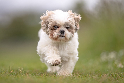 famous shih tzu in history chinese imperial