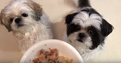 Shih Tzus eating the right diet