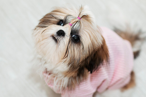 Female Shih Tzu dog looking so cute