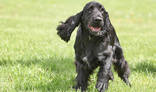 Image of a Field Spaniel dog running and frolicking