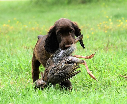 Field Spaniel puppy on its first hunt carrying a game fowl in its mouth