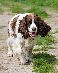 field springer spaniel