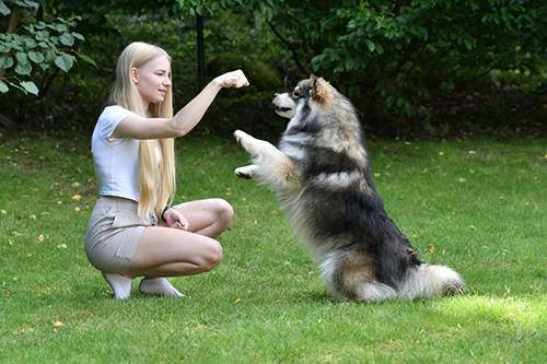woman training finnish lapphund outside on grass with trees in the distant background