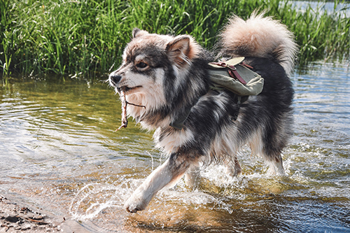 finnish lapphund running on the edge of a lake with a twig in its mouth