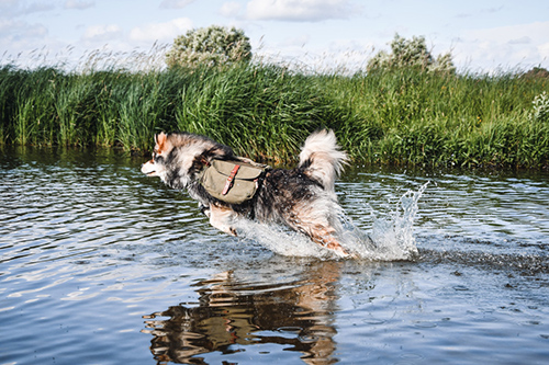 finnish lapphund jumping into water with a backpack on its back
