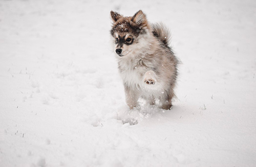 finnish lapphund puppy walking tentatively in the snow