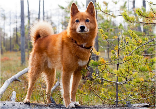 finnish spitz