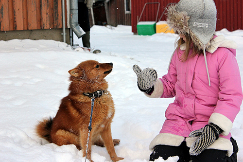 Finnish spitz dog breed