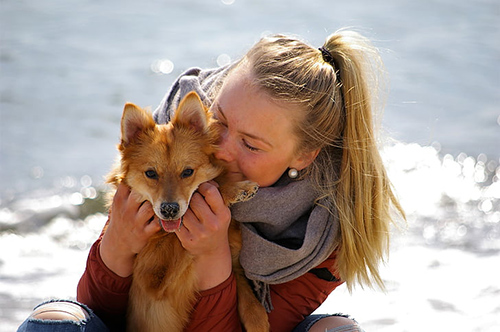 finnish spitz temperament