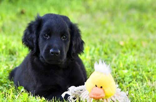 flat-coated retriever puppies