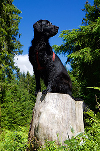 flat-coated retriever weight