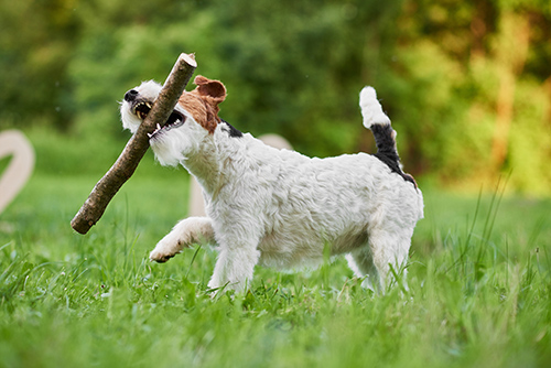 Wirehaired Fox Terrier playing with a stick in its mouth