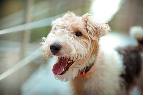 close up of Wirehaired Fox Terrier looking happy