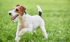 Wirehaired Fox Terrier running on the grass on a beautiful day