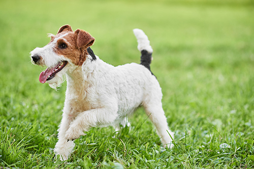 Wirehaired Fox Terrier running on the grass on a beautiful day