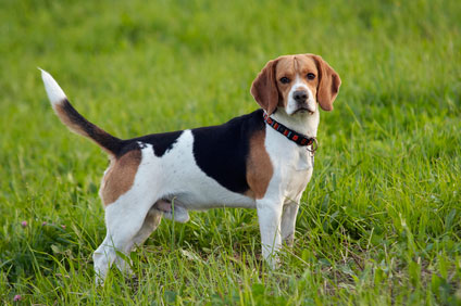 picture of foxhound - healthiest dog breeds