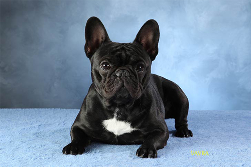 french bulldog sitting looking cute