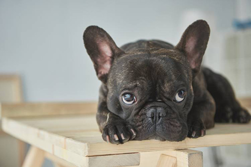 French bulldog laying down looking up with big sad eyes waiting for someone to adopt her
