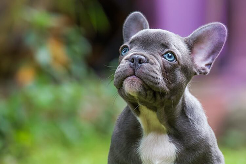 Beautiful blue French bulldog looking up at its parent. Finding the right French Bulldog breeder is important