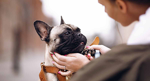 woman holding her french bulldog rescue close