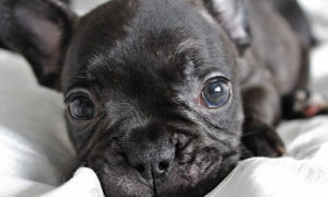 one of the adorable black french bulldog puppies for sale