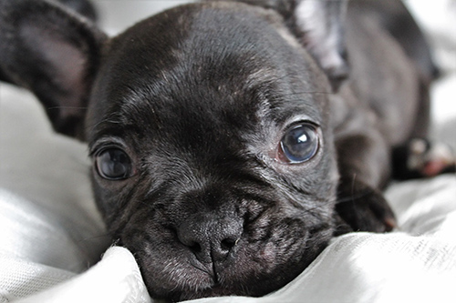 one of the adorable black french bulldog puppies for sale