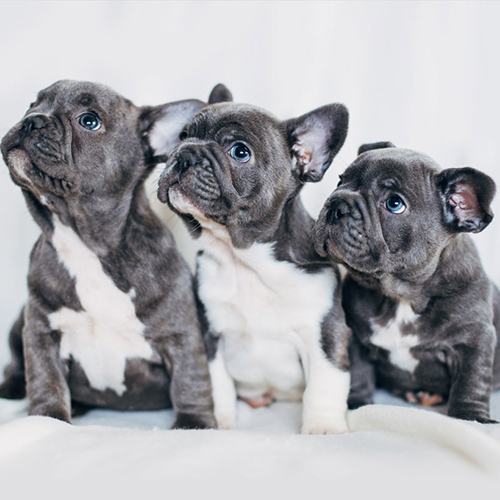 3 amazing looking french bulldog puppies with blue eyes