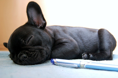 Black French Bulldog puppy fast asleep