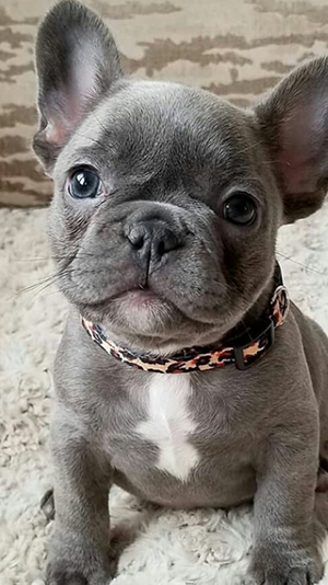 cute gray French bulldog puppy sitting down and looking too cute and wanting attention