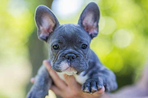 French Bulldog breeder holding the dog up in his hands