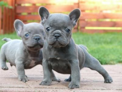 2 adorable blue French Bulldog puppies