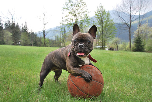 The French Bulldog playing with a basketball