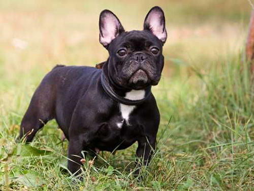 French Bulldog standing on alert like the good watchdogs they are