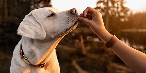 frozen dog treats with yogurt