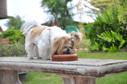Shih Tzu eating food out of bowl on a stone bench in a beautiful park