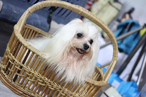 furry friends shih tzu