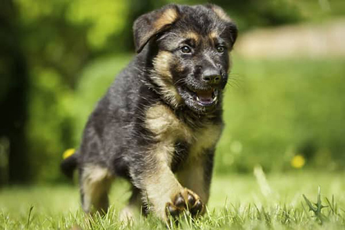 German Shepherd puppy running on a hot day enjoying the outside