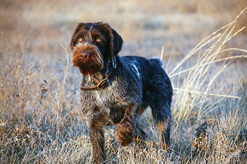 german wirehaired pointer rescue