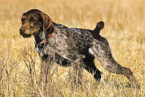 german wirehaired pointer weight