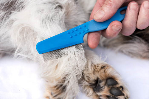 get rid of fleas and ticks off of your shih tzu